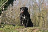 CANE CORSO 1341